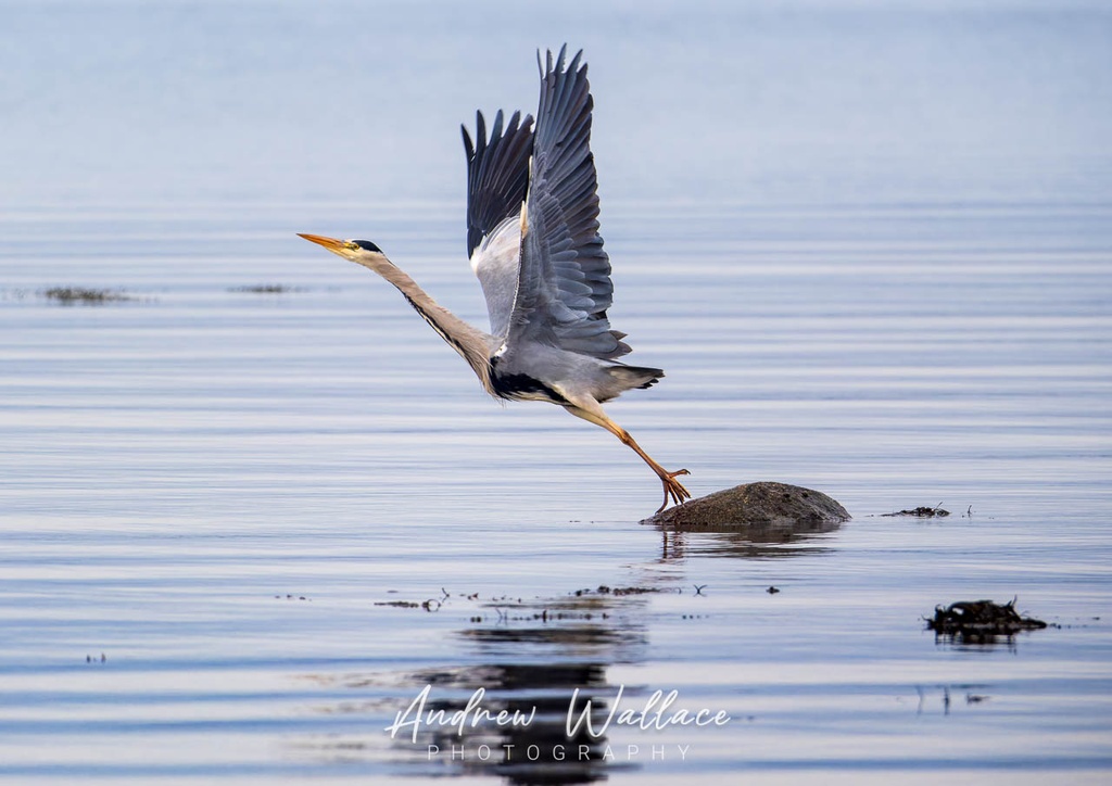 Heron en Pointe