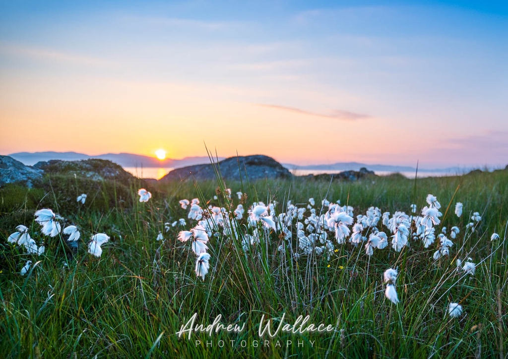 Scotland's Cotton Fields