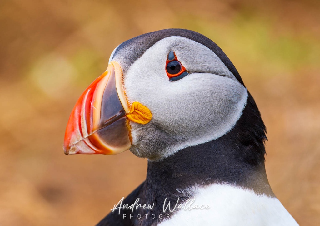 Portrait of a Puffin