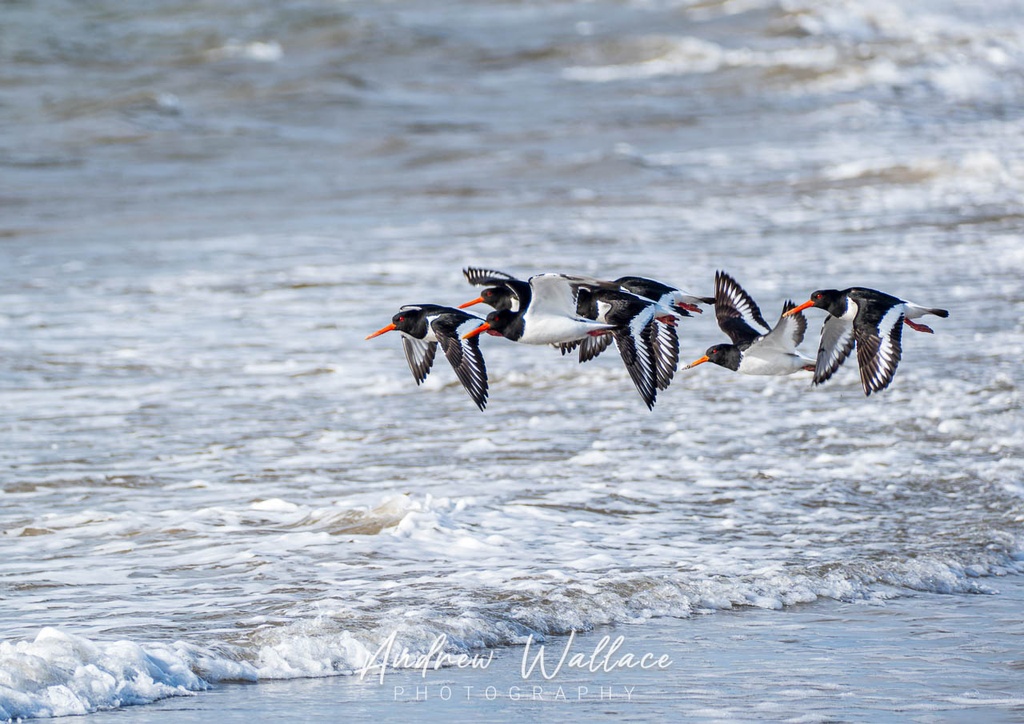 Oystercatchers take Flight