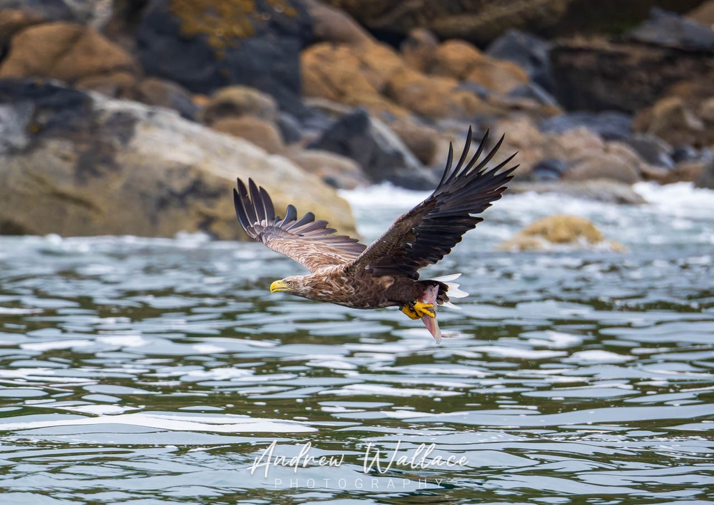 White Tailed Eagle