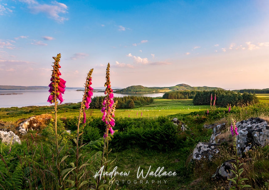 Gigha Sunset